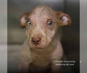 American Staffordshire Terrier Dogs for adoption in San Antonio, TX, USA