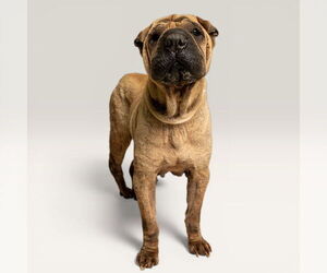Mutt Dogs for adoption in Rowlett, TX, USA
