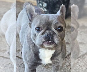 French Bulldog Dogs for adoption in Bon Carbo, CO, USA