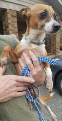 Italian Greyhuahua Dogs for adoption in Cincinnati, OH, USA