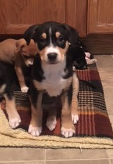 Australian Kelpie-Unknown Mix Dogs for adoption in St. Paul, MN, USA