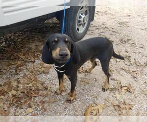 Black and Tan Coonhound Dogs for adoption in Houston, TX, USA