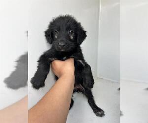 Labrador Retriever-Unknown Mix Dogs for adoption in Houston, TX, USA