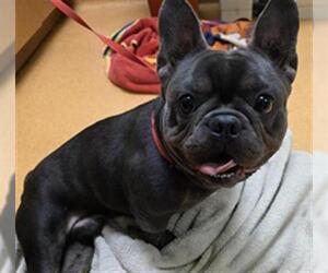 French Bulldog Dogs for adoption in Martinez, CA, USA