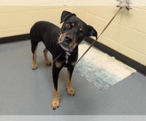 Rottweiler-Unknown Mix Dogs for adoption in Denver, CO, USA