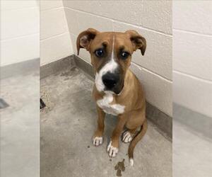 Boxer-Unknown Mix Dogs for adoption in Jackson, CA, USA