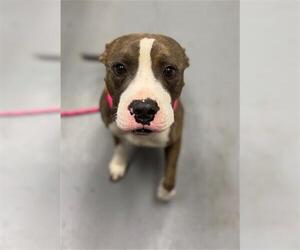 American Pit Bull Terrier Dogs for adoption in Peoria, IL, USA