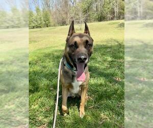 German Shepherd Dog Dogs for adoption in Forestville, MD, USA