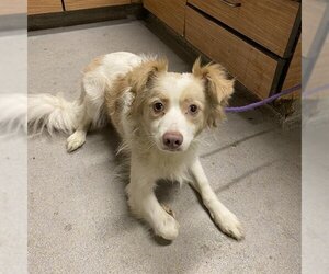 Tibetan Spaniel-Unknown Mix Dogs for adoption in Modesto, CA, USA