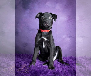 Bulldog-Catahoula Leopard Dog Mix Dogs for adoption in Munford, TN, USA