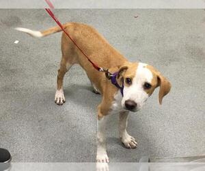 Treeing Walker Coonhound Dogs for adoption in West Palm Beach, FL, USA