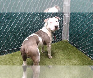 Mutt Dogs for adoption in Downey, CA, USA