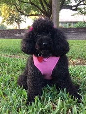 Small Poodle (Miniature)