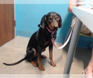 Plott Hound-Unknown Mix Dogs for adoption in Houston, TX, USA