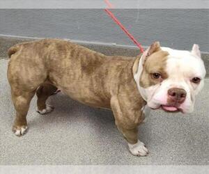 Bulldog-Unknown Mix Dogs for adoption in Las Vegas, NV, USA