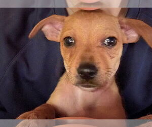 Chihuahua-Unknown Mix Dogs for adoption in Arcadia, FL, USA