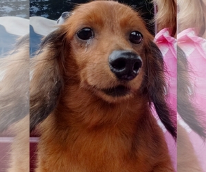 Dachshund Dogs for adoption in Smithfield, PA, USA