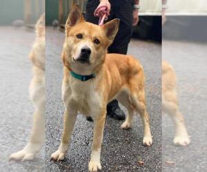 Shiba Inu Dogs for adoption in Clarkesville, GA, USA