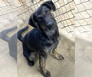 Mutt Dogs for adoption in Rockaway, NJ, USA