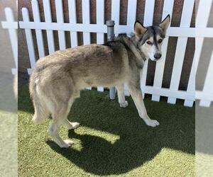 Siberian Husky-Unknown Mix Dogs for adoption in Modesto, CA, USA