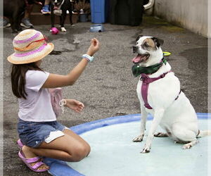 Boxer-Unknown Mix Dogs for adoption in Westwood, NJ, USA