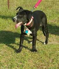 American Pit Bull Terrier-Unknown Mix Dogs for adoption in Orangeburg , SC, USA