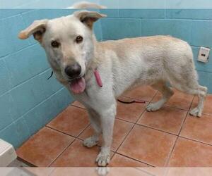 German Shepherd Dog Dogs for adoption in Downey, CA, USA