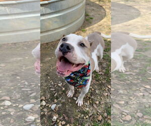 American Staffordshire Terrier-Boxer Mix Dogs for adoption in Jackson, MS, USA