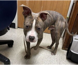 Mutt Dogs for adoption in Plano, TX, USA