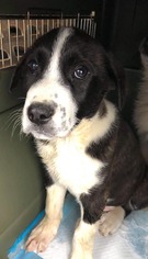 Australian Shepherd Dogs for adoption in Newport, KY, USA