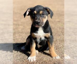 Borador Dogs for adoption in PIPE CREEK, TX, USA