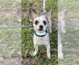 Chihuahua-Unknown Mix Dogs for adoption in Fort Lauderdale, FL, USA