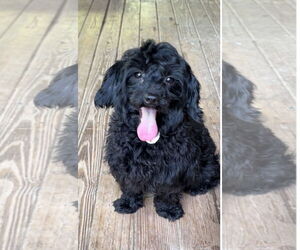 Poodle (Miniature) Dogs for adoption in Harrison, AR, USA