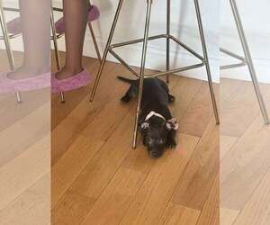 Mutt Dogs for adoption in pomfret, CT, USA