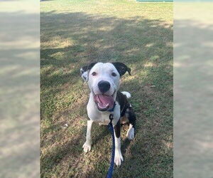 American Staffordshire Terrier-Unknown Mix Dogs for adoption in Tallahassee, FL, USA