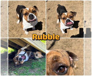 American Bulldog-Beagle Mix Dogs for adoption in Pierceton , IN, USA