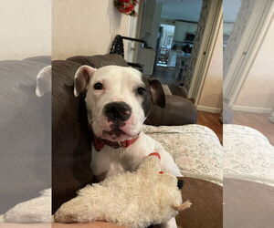 American Pit Bull Terrier-Unknown Mix Dogs for adoption in Cuyahoga Falls , OH, USA