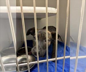 Labrador Retriever-Unknown Mix Dogs for adoption in Texas City, TX, USA