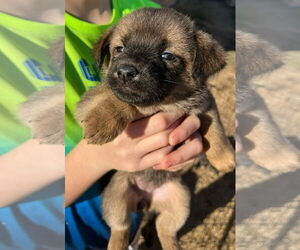 Mutt Dogs for adoption in Grafton, WI, USA