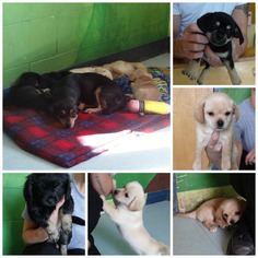 Chiweenie Dogs for adoption in Dublin, VA, USA