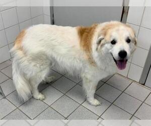 Great Pyrenees Dogs for adoption in Canfield, OH, USA