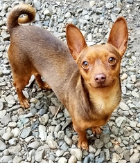 Medium Photo #1 Chipin Puppy For Sale in Olalla, WA, USA