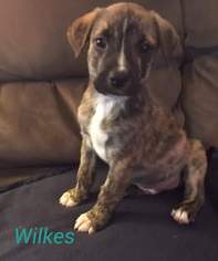 American Pit Bull Terrier-Australian Shepherd Mix Dogs for adoption in Millville, NJ, USA