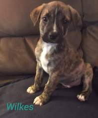 View Ad American Pit Bull Terrier Australian Shepherd Mix Dog For Adoption Near New Jersey Millville Usa Adn