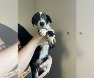 Border Collie Dogs for adoption in Bolivar, MO, USA