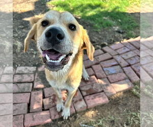 Retriever -Unknown Mix Dogs for adoption in NEWPORT NH, NH, USA
