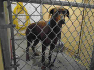 Doberman Pinscher Dogs for adoption in Fairfield, CA, USA