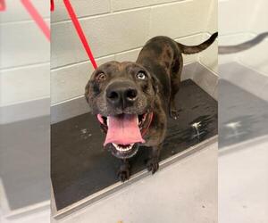 Catahoula Leopard Dog-Unknown Mix Dogs for adoption in Corpus Christi, TX, USA