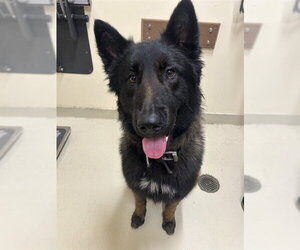 Mutt Dogs for adoption in Fremont, CA, USA