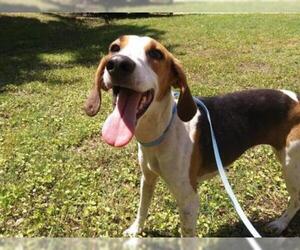English Foxhound Dogs for adoption in Gainesville, FL, USA